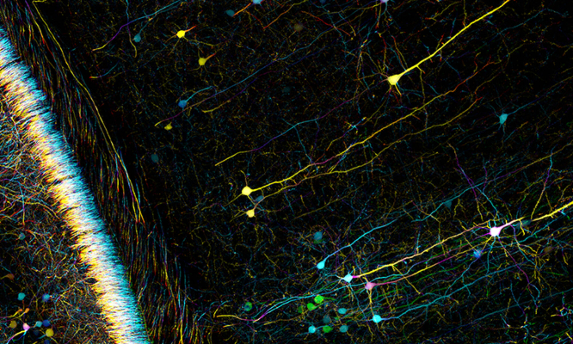Glial Contribution to Synaptic Dynamics and Diseases